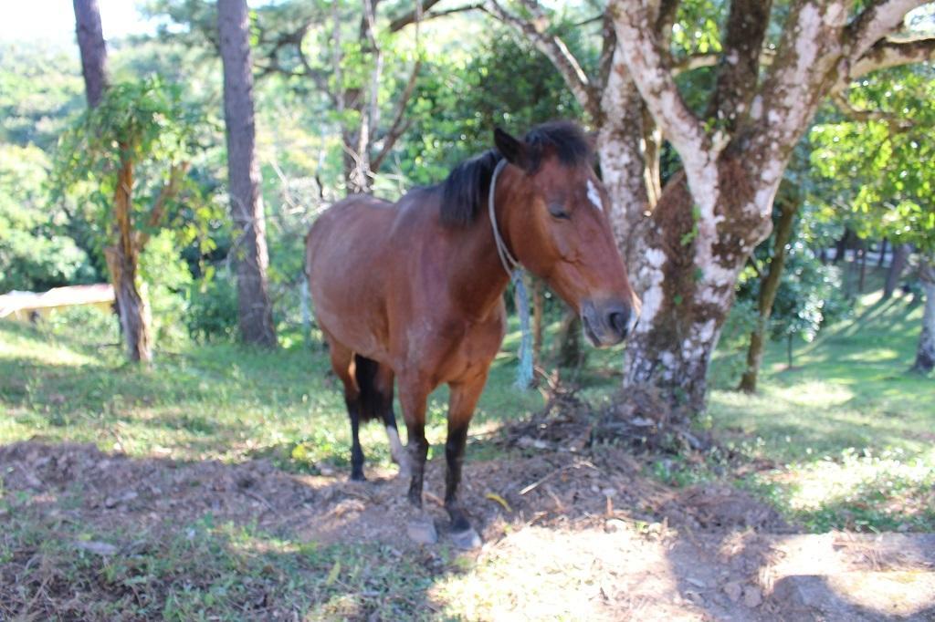 Mamallena Eco Lodge La Laguna de San Carlos Екстер'єр фото
