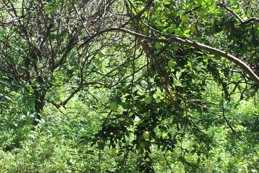 Mamallena Eco Lodge La Laguna de San Carlos Екстер'єр фото